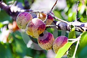 apricots on a branch