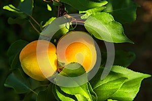 Branch of an apricot tree with ripe apricots. A bunch of ripe apricots branch in sunlight. Ripe apricots grow on a