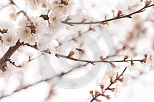 Apricots flowers. Spring Garden of flowering apricots. Spring blossom. Apricot blossom branch close-up The buds on the branches of