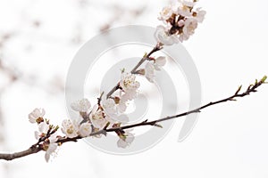 Apricots flowers. Spring Garden of flowering apricots. Spring blossom. Apricot blossom branch close-up The buds on the branches of