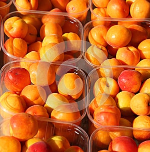 apricots freshly picked from the trees for sale