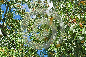 Apricots growing on tree