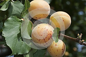 Apricots on Ligurian riviera, savona, italy photo