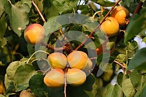 Apricots in an orchard