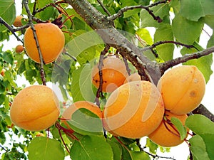 Apricots