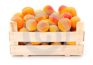 Apricots (Prunus armeniaca) in wooden crate