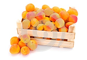 Apricots (Prunus armeniaca) in wooden crate