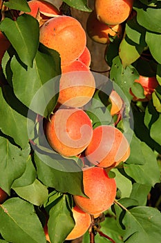 Ripe apricots on the tree