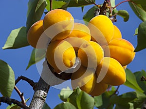 Apricots on tree