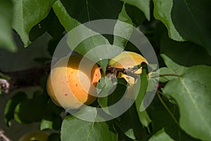 Apricots on the tree - apricot close-up