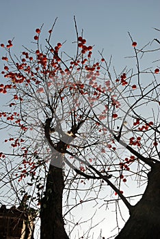 Apricots tree