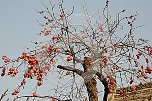 Apricots tree