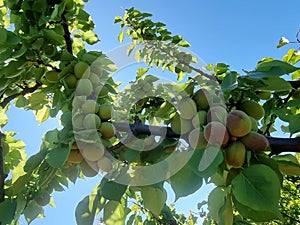 aprikot tining time in season