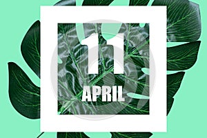 april 11th. Day 11 of month,Date text in white frame against tropical monstera leaf on green background spring month