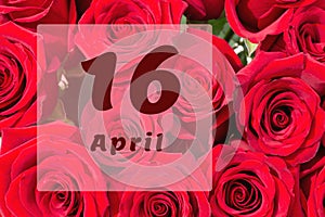 April 16th. Day of 16 month, calendar date. Natural background of red roses. A bouquet of dark red roses