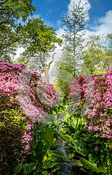 April 2024 - The Isabella Plantation in Richmond Park in full bloom with Azalea flowers hanging into the pond
