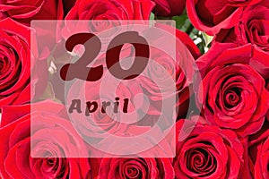 April 20th. Day of 20 month, calendar date. Natural background of red roses. A bouquet of dark red roses