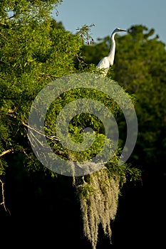 APRIL 25, 2019, BREAUX BRIDGE, LOUISIANA, USA - Lake Martin Swamp and white Egrets in spring near Breaux Bridge, Louisiana - shot