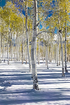 APRIL 27, 2017 - RIDGWAY, COLORADO - view of Aspens in fresh winter. Scenics - Nature, Discovery