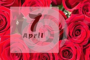 April 7th. Day of 7 month, calendar date. Natural background of red roses. A bouquet of dark red roses