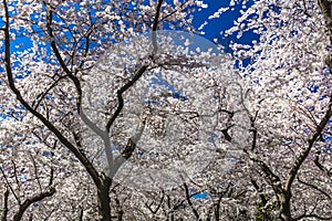 APRIL 8, 20918 - WASHINGTON D.C. - Cherry Blossoms on Tidal Basin, WAshinton D.. Dc, flowers