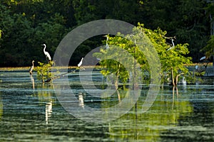 APRIL 25, 2019, BREAUX BRIDGE, LOUISIANA, USA - Lake Martin Swamp and white Egrets in spring near Breaux Bridge, Louisiana - shot photo