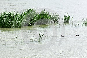 Reeds in the wetland in April. photo