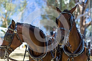 April fair of Utrera in Seville decoration and horses photo