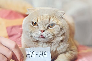 Duben legrační náladový skotský kočka a papír list. 1 duben vše, žert vtip 