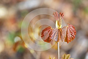 April in the forest, fresh spring maple leaves after rain