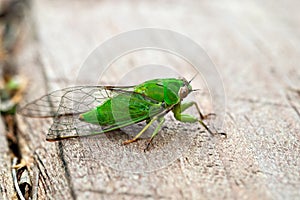 April green cicada (Kikihia ochrina), New Zealand Cicada