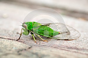 April green cicada (Kikihia ochrina), New Zealand Cicada