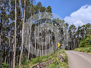 April 15, 2023 Indonesia : I was visiting to Karaha Hill, I saw many trees and traffic sign photo