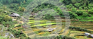 April on rice fields of Sa Pa