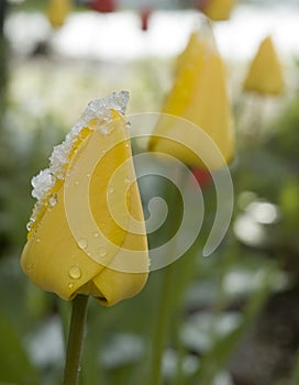 April snow on yellow tulips