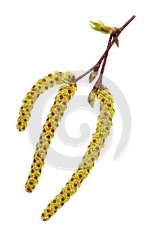 April spring earrings with pollen of birch tree