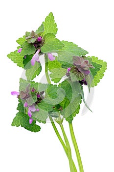 April spring fresh sprout of blooming forest decorative nettle.
