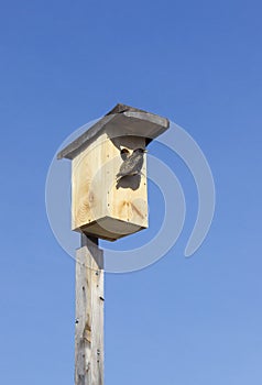 In April starlings flew in, they populate birdhouses photo