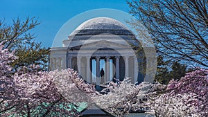 APRIL 8, 20918 - WASHINGTON D.C. - Jefferson Memorial framed by Cherry Blossoms on Tidal Basin,. Cherry, blossom