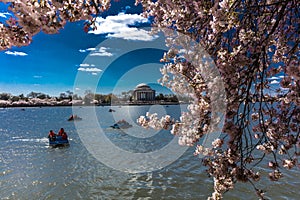 APRIL 8, 20918 - WASHINGTON D.C. - Jefferson Memorial framed by Cherry Blossoms on Tidal Basin,. Dc, national