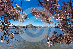 APRIL 8, 20918 - WASHINGTON D.C. - Jefferson Memorial framed by Cherry Blossoms on Tidal Basin,. Dc, united