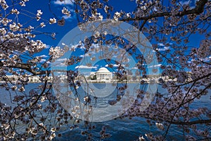 APRIL 8, 2018 - WASHINGTON D.C. - Jefferson Memorial framed by Cherry Blossoms on Tidal Basin,. Trees, Nature