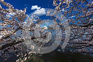 APRIL 8, 2018 - WASHINGTON D.C. - Jefferson Memorial framed by Cherry Blossoms on Tidal Basin,. Memorial, dc