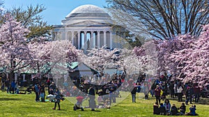 APRIL 8, 20918 - WASHINGTON D.C. - Jefferson Memorial framed by Cherry Blossoms on Tidal Basin,. Washington, dc