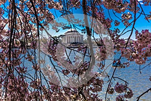 APRIL 8, 20918 - WASHINGTON D.C. - Jefferson Memorial framed by Cherry Blossoms on Tidal Basin,. Tidal, nature