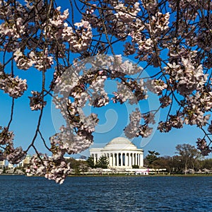 APRIL 8, 20918 - WASHINGTON D.C. - Jefferson Memorial framed by Cherry Blossoms on Tidal Basin,. Season, monument