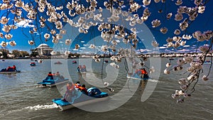 APRIL 8, 20918 - WASHINGTON D.C. - Jefferson Memorial is framed by Cherry Blossoms on Tidal Basin,. America, founding