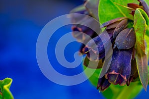 Blue flowers on blue background photo