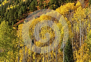 Aspen Mountainside at McClure Pass photo