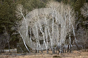 Apsens In Rocky Mountain National Park, Colorado